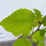 Moruša trpasličia (Morus rotundiloba) 'Mojo Berry' ® - výška 50-60 cm, kont. C3L